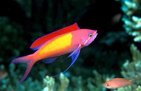 Anthias (genus) - Alchetron, The Free Social Encyclopedia