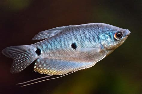 Blue Gourami Eggs