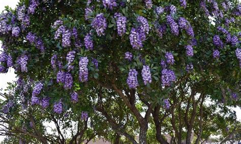 5 Reasons to Plant a Texas Mountain Laurel Tree - Native Backyards