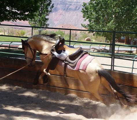 Mustang Xena gets used to the saddle during her training at Sorrel ...