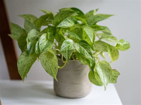 Best Variegated Pothos Varieties To Grow Indoors