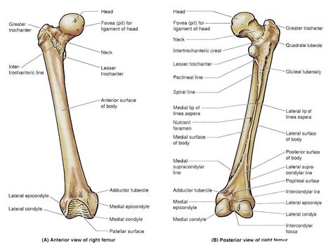 femur bone | Femur bone, Basic anatomy and physiology, Anatomy bones