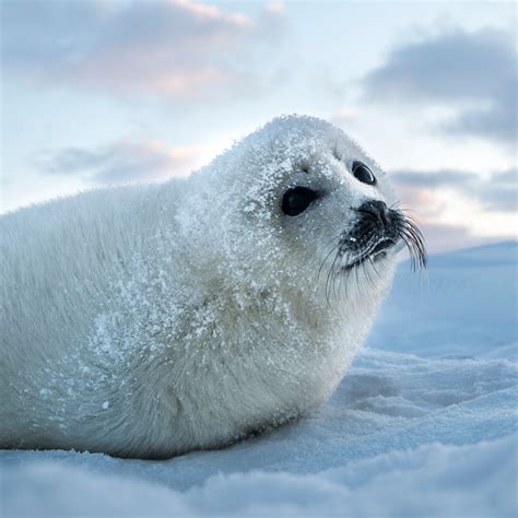 Did Seals Evolve From Dogs