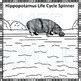 Hippopotamus (Life Cycle Spinner) by Donna Thompson | TpT