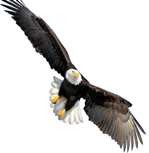 Bald Eagle PNG Images | Free Transparent Bald Eagle Clipart