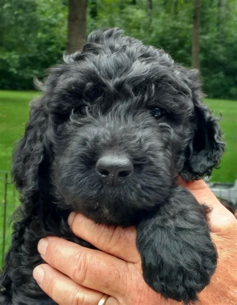 Schnoodle Puppies For Sale | Brainerd, MN #305520