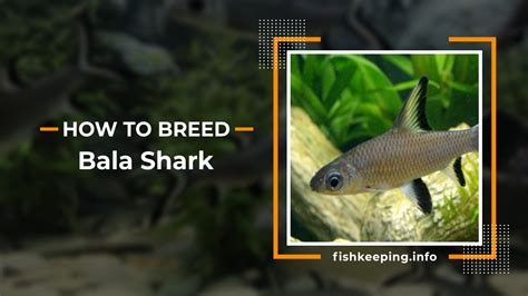 7 Step picture guide to breeding Bala Shark - Fishkeeping.info