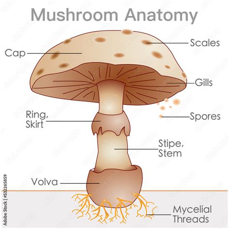 Plakat Mushroom Anatomy Structure Parts Cap Skirt Spores Ring | The ...