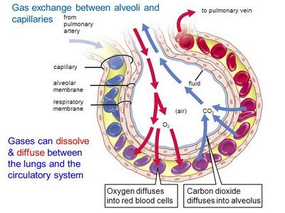 What are structure and function of alveoli? | Socratic