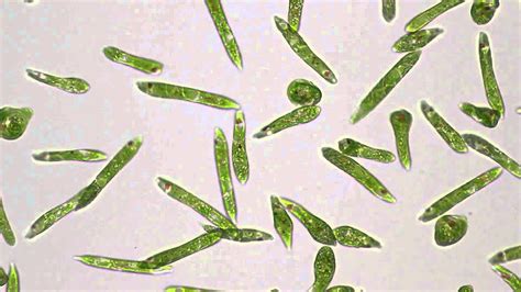 Euglena gracilis mit Motic BA310E - YouTube