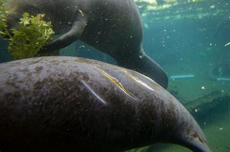 In Florida, A Worrying Uptick In Manatee Deaths | IBTimes