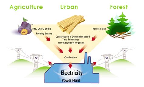 Reasons Why Biomass Energy Should Be a Top Choice - REURASIA