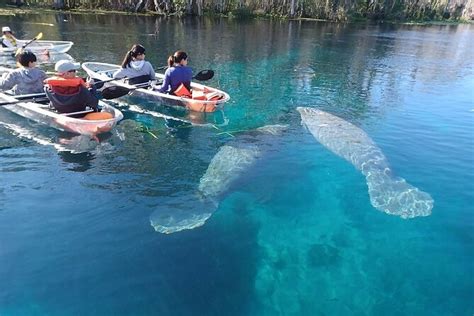 Silver Springs Clear Kayak Or Paddle Board Wildlife Tour (Mar )