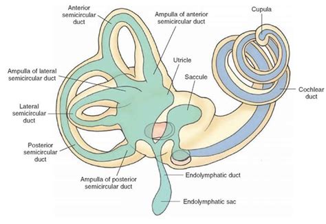 Image result for Membranous Labyrinth