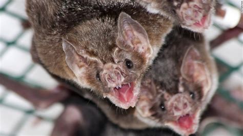 How vampire bats make friends before they share blood - CNN