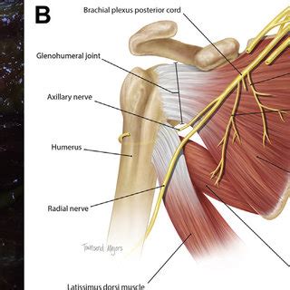 (PDF) Innervation of the subscapularis: an anatomic study