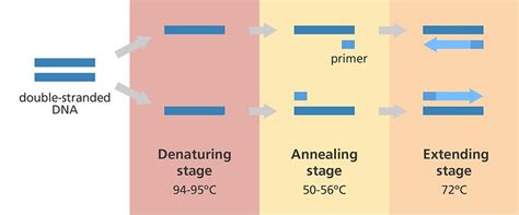 What Is A Polymerase Chain Reaction And How Does It Work? » ScienceABC