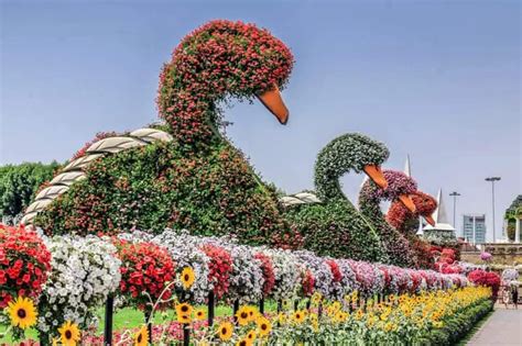 Dubai Miracle Garden - Our Guide Includes Timings, Location, Map, Entry Fee