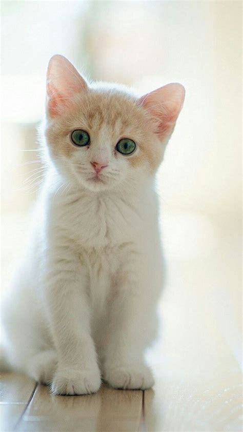 Beautiful Cat Wallpapers HD | Pretty cats, Beautiful cats, Cute animals