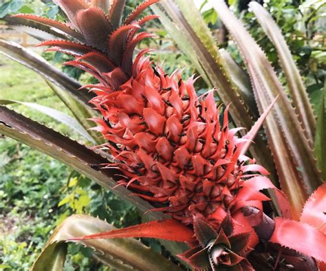 Brazilian Red Pineapple Plant