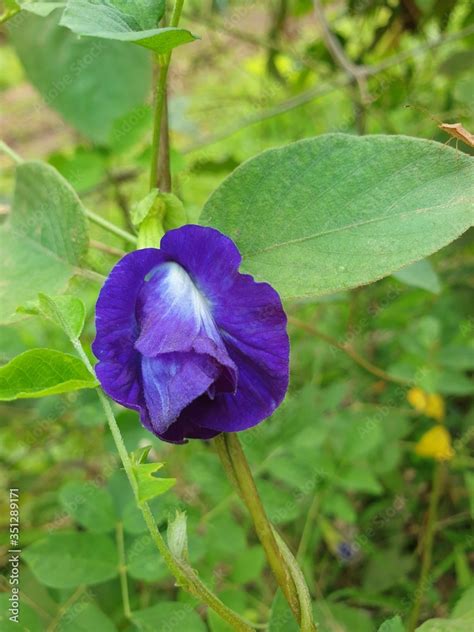 Butterfly pea (blue pea) flower on its vine. Stock Photo | Adobe Stock