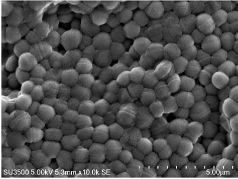 Scanning electron micrograph of Pediococcus acidilactici MK20 growth on ...