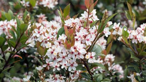 White Indian Hawthorn Shrub