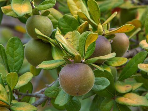 9 Different Types of Sapote Fruit with Images