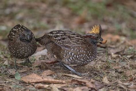 Spotted Wood Quail (New World Quail, Birds)