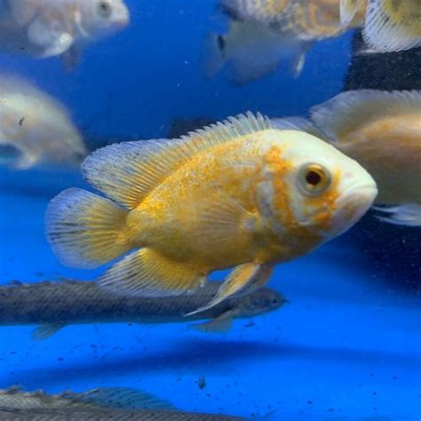 lemon oscar for sale - Exotic Fish Shop - 774-400-4598