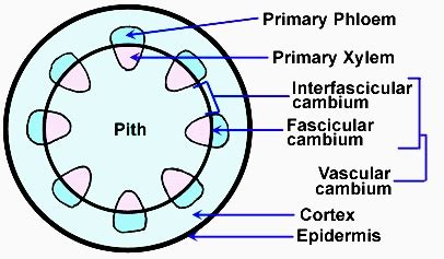 Formation of Cambium Ring - QS Study