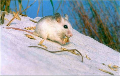 Peromyscus polionotus ammobates - Earth.com