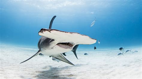 This Is The Biggest Hammerhead Shark Ever Caught On Camera