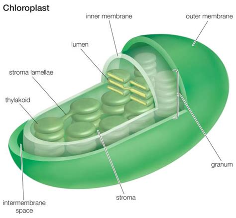 Cross-Section Of A Chloroplast. Pictures | Getty Images