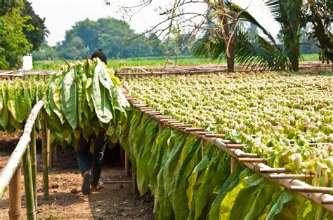 Blog: A Day on a Plantation: The Real Heroes Behind Excellent Tobacco