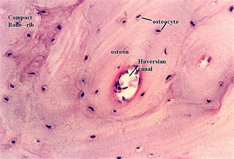 COMPACT BONE HISTOLOGY | Microanatomy Web Atlas | Gwen V. Childs, Ph.D.