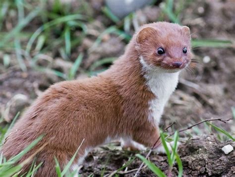 Facts About Weasels | Animals, Animal articles, Weasel