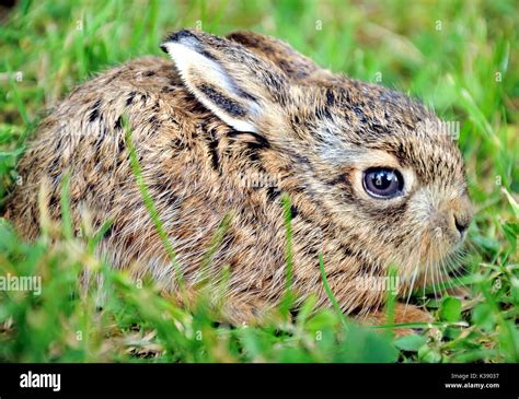 Baby Hare High Resolution Stock Photography and Images - Alamy