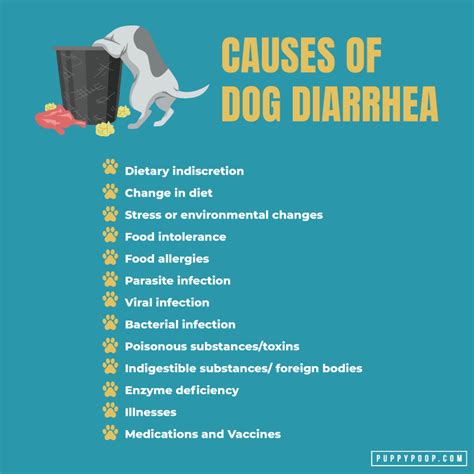 Causes of Dog Diarrhea to Keep Your Dog Healthy