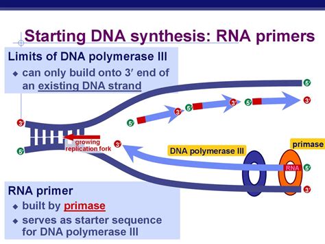 DNA Replication - презентация онлайн