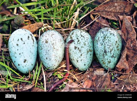 Oology. Egg clutch of Hooded crow (Corvus cornix) from rural nest ...