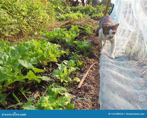 Cat Walk in the Vegetable Garden Stock Photo - Image of walk, vegetable ...