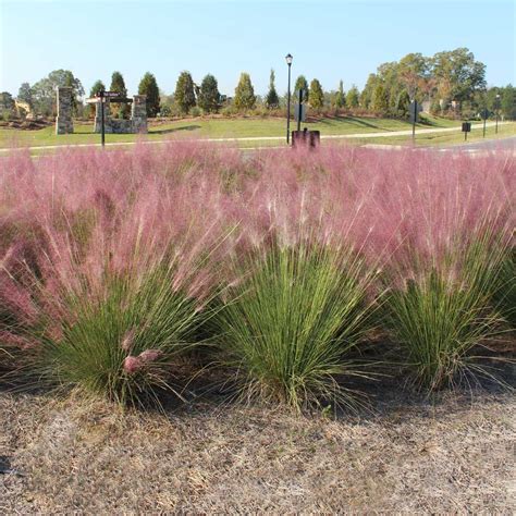 Pink Muhly Grasses for Sale | FastGrowingTrees.com