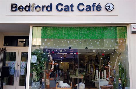 New cat cafe finds purrfect location on Bedford High Street - Bedford ...