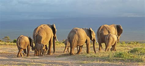 Location | Tulia Amboseli Safari Camp