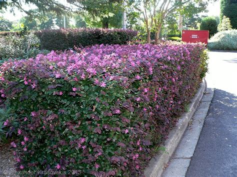 Hedging plant Loropetalum chinense 'China pink' in flower | Hedging ...