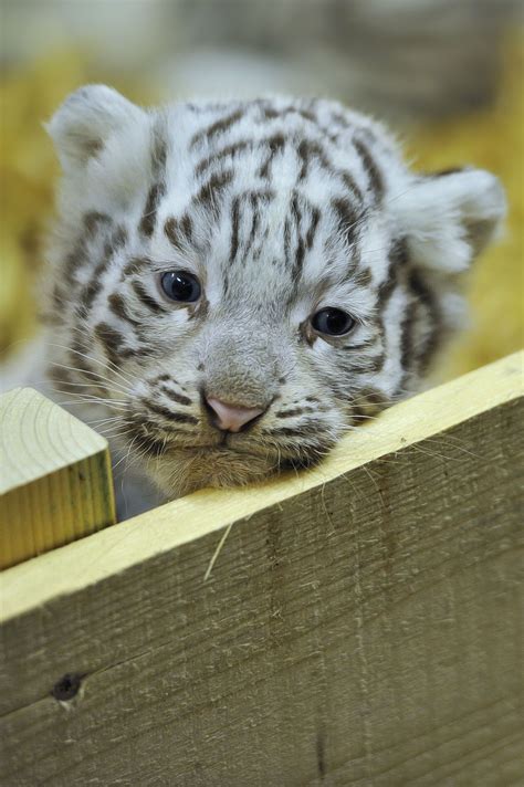 White Tiger Cubs Cute