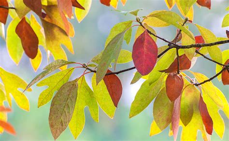 Sassafras Leaves – Prairie Garden Trust