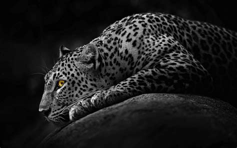 Black Jaguar Wallpaper - WallpaperSafari