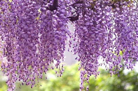 Wisteria floribunda 'Royal Purple' (Japanese Wisteria)